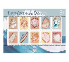 Noordzee schelpen